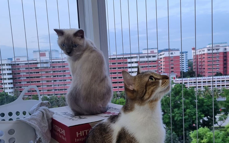 Invisible Grill for cats